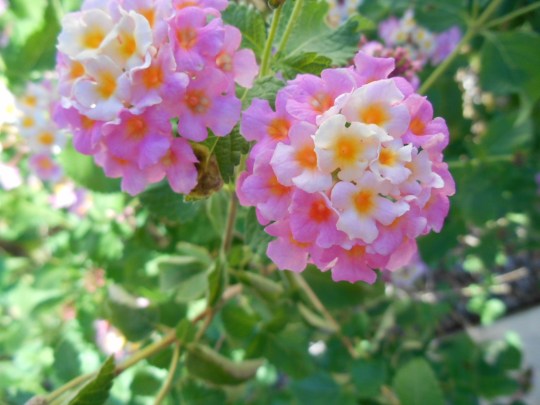 DSCN0725