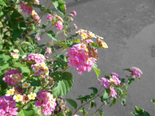 DSCN0755